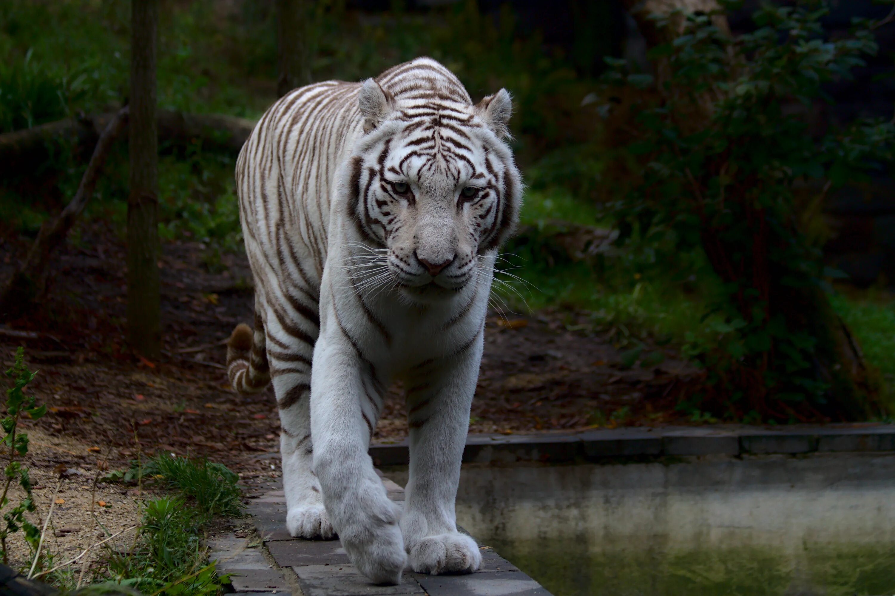 Какой тигр белый. Белый тигр альбинос. Амурский тигр альбинос. Бенгальский тигр альбинос. Уссурийский тигр белый.