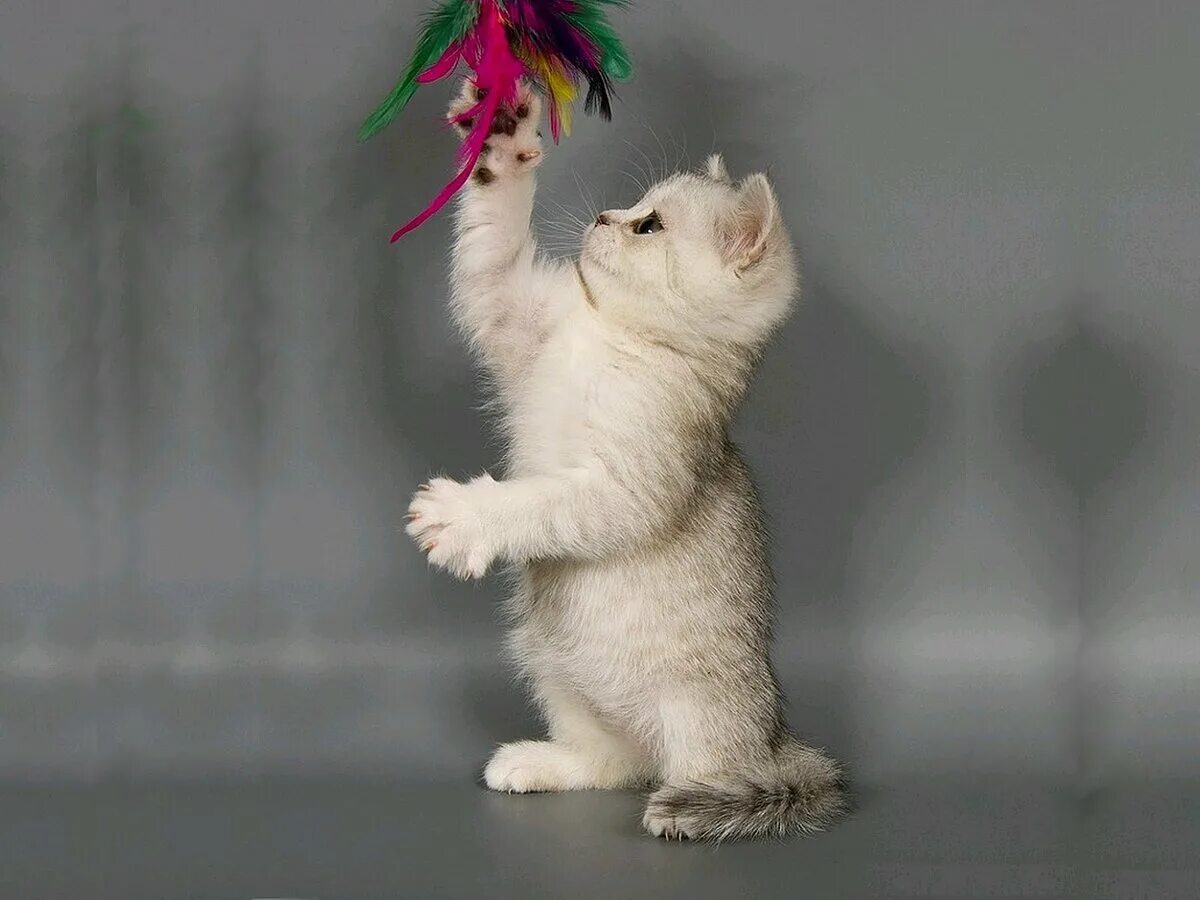 Котёнок стоящий на задних лапах. Кот на задних лапах. Милые котики на задних лапках. Кот с поднятой лапой. Котенок стоит на лапах.