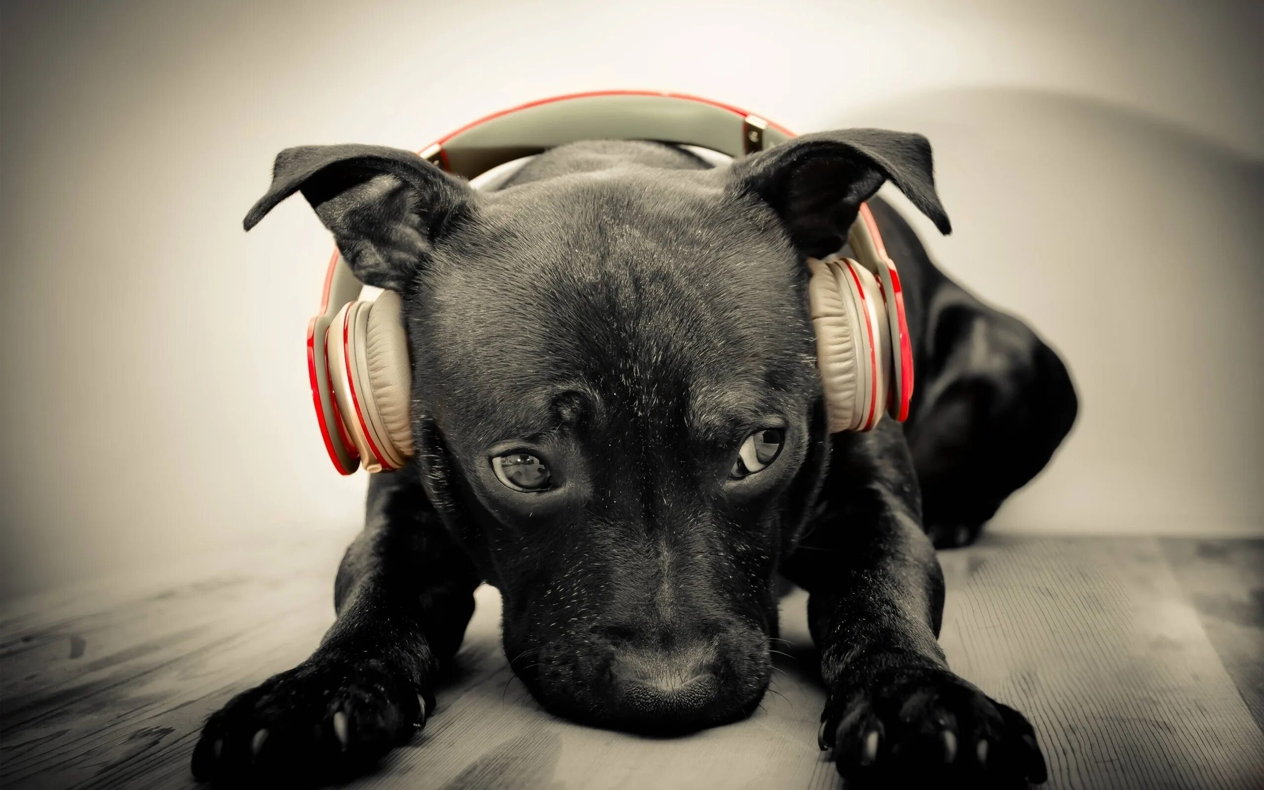 Animals Dog wearing clothes, Dog dresses, Dressed up dogs