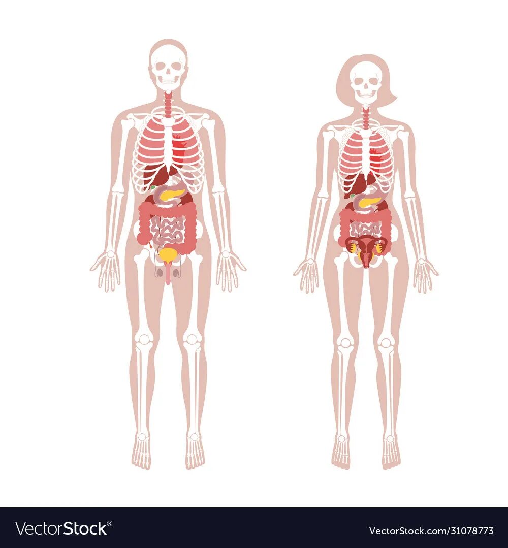 женщина с 2 органами