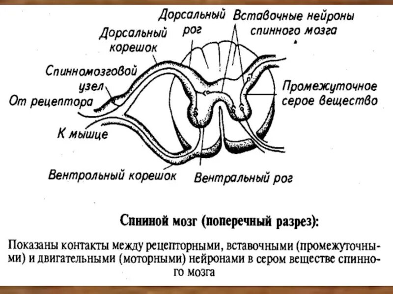 Вставочные Нейроны спинного мозга. Двигательные Нейроны спинного мозга. Спинной мозг строение чувствительный Нейрон. Нейроны спинного мозга схема.