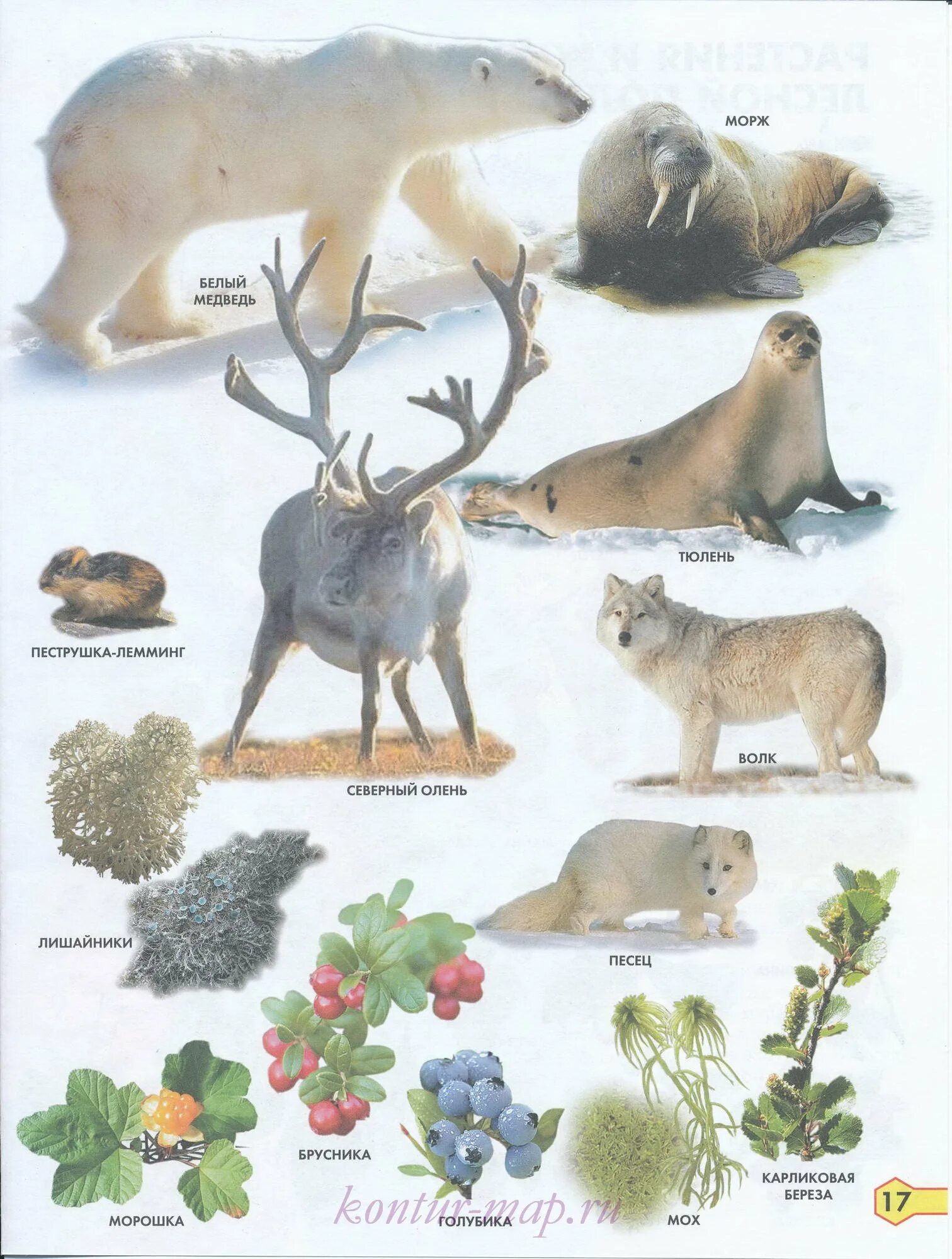 Живые организмы в тундре. Животные севера. Животные и растения севера. Животные и растения крайнего севера. Тундра животные и растения.