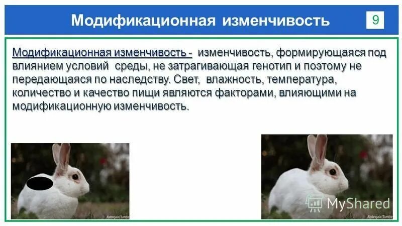 адекватна условиям среды какая изменчивость. адекватна условиям среды какая изменчивость. изменчивость. основные характеристики модификационной и мутационной изменчивости. сравнение модификационной и мутационной изменчивости таблица.