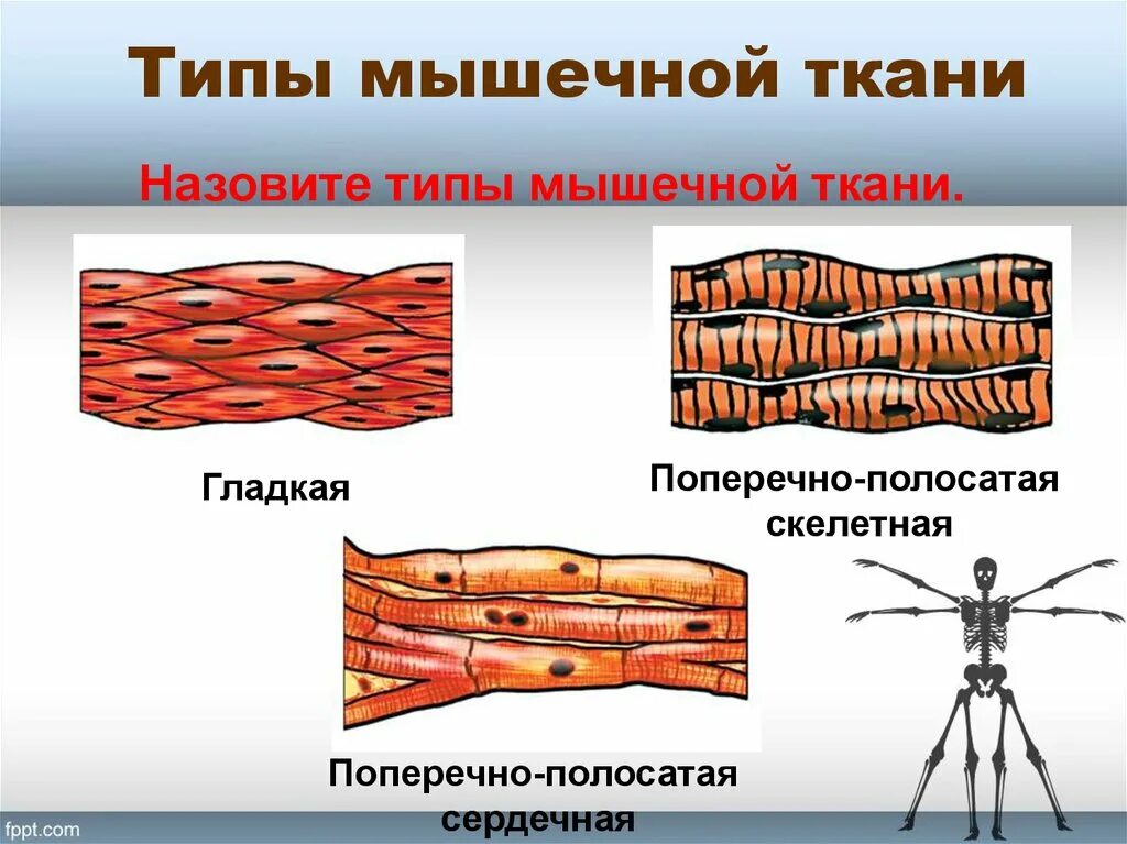 Тип клеток поперечно полосатой мышечной ткани. Типы скелетных мышечных тканей. Строение гладкой мышечной ткани рисунок. Клетки поперечно-полосатой мышечной ткани рисунок. Мышечные ткани какие