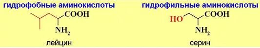 Гидрофобные радикалы повернуты внутрь. Гидрофильные и гидрофобные радикалы аминокислот. Аминокислоты с гидрофильными радикалами. Строение гидрофильных гидрофобных аминокислот. Алифатические гидрофильные аминокислоты.