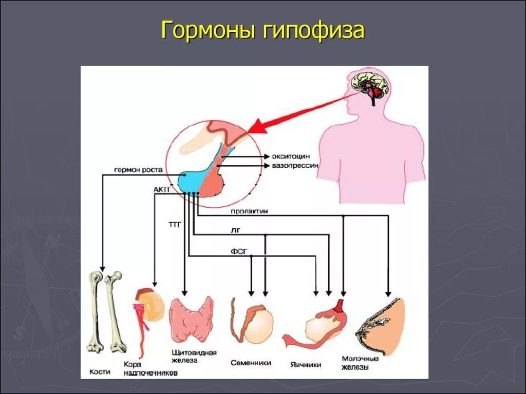 Гипофиз роста. Гормоны гипофиза. Влияние гормонов гипофиза. Гипофиз гормоны аденогипофиза. Органы мишени гормонов.