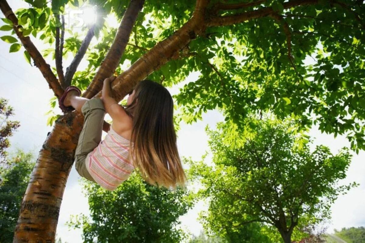 Лазящие по деревьям. Дети лазают по деревьям. Лазящие по деревьям. Лазать по деревьям. Кошка лазает по деревьям.