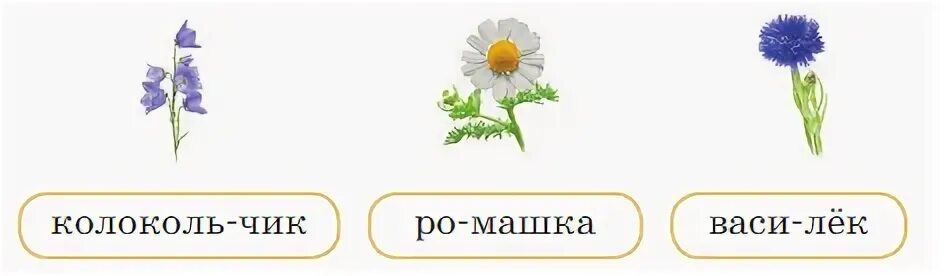 Ромашка как перенести. Ромашка лекарственное растение. Русский язык 1 класс учебник стр 37. Варианты переноса слов. Ромашка как перенести.