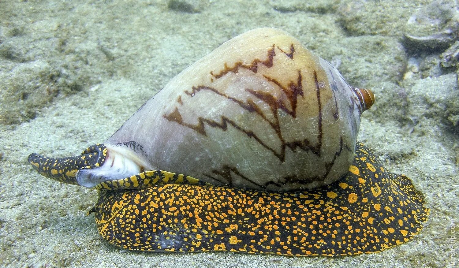 головоногие моллюски аргонавт. какой моллюск питается рыбой. какой моллюск питается рыбой. наутилус головоногие. наутилус брюхоногие.