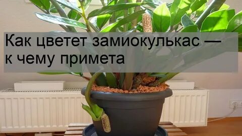 Замиокулькас приметы