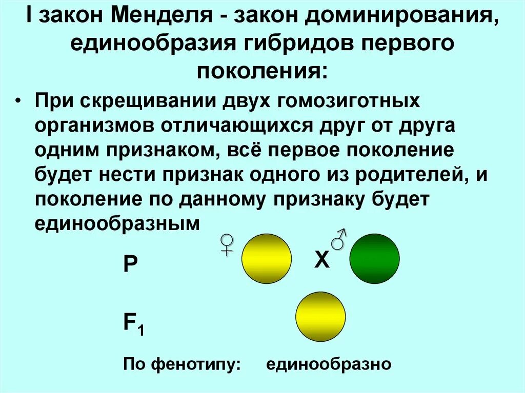 Закономерности наследования моногибридное скрещивание 10 класс. Первый закон Менделя при моногибридном скрещивании. Наследование признаков первого поколения моногибридное скрещивание. Гибриды 2 поколения при моногибридном скрещивании. Моногибридное скрещивание 1 закон.