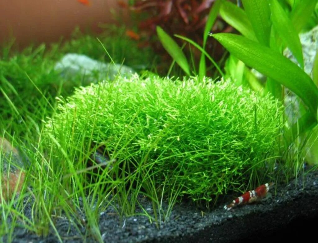 Рыбка из травы. Рыбки на рабочий стол. Рыбки для аквариума. Красивые рыбки в аквариуме. Растения рыбы.