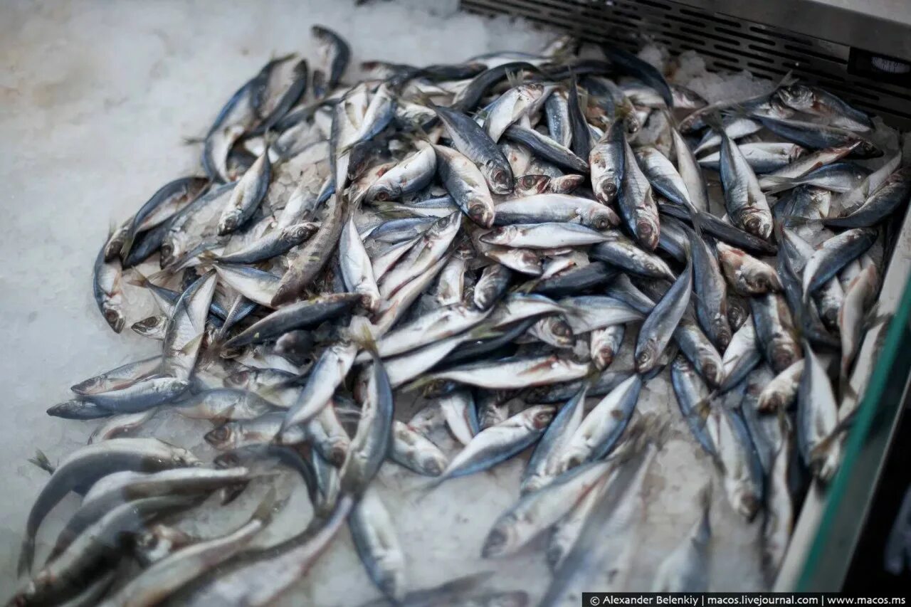 много рыбы. много рыбы москва. много рыбы москва. промышленный лов рыбы в астрахани. много рыб или много рыбы.