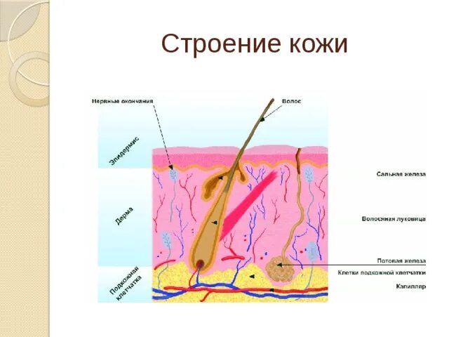 Опорная функция кожи. Строение кожи с обозначениями. Строение и функции кожи. Защитная функция кожи человека. Разделительная функция кожи.