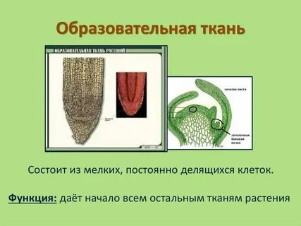Состоит из мелких постоянно делящихся клеток