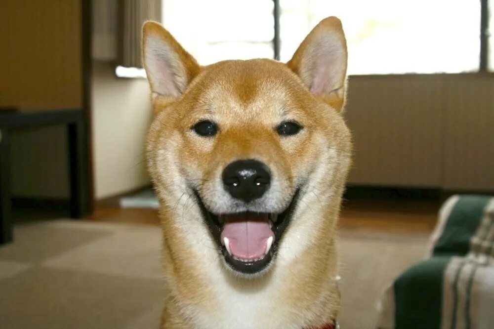 Сиба ину смеется. Шиба ину криптовалюта. Упоротый хаски. Злая акита ину. Собака улыбака.