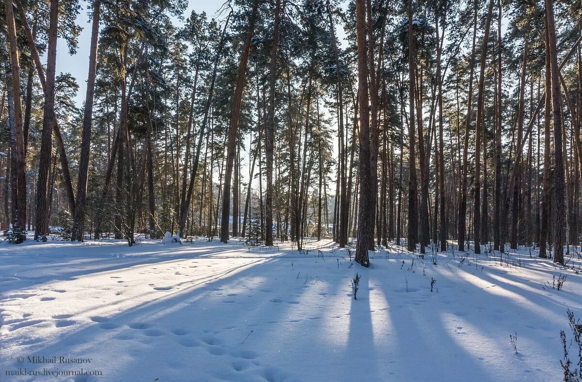 Погода в солотче. Солотча зимой Рязань. Лыжная трасса Солотча Рязань. Зимняя Солотча Рязань. Солотча Рязань лес.