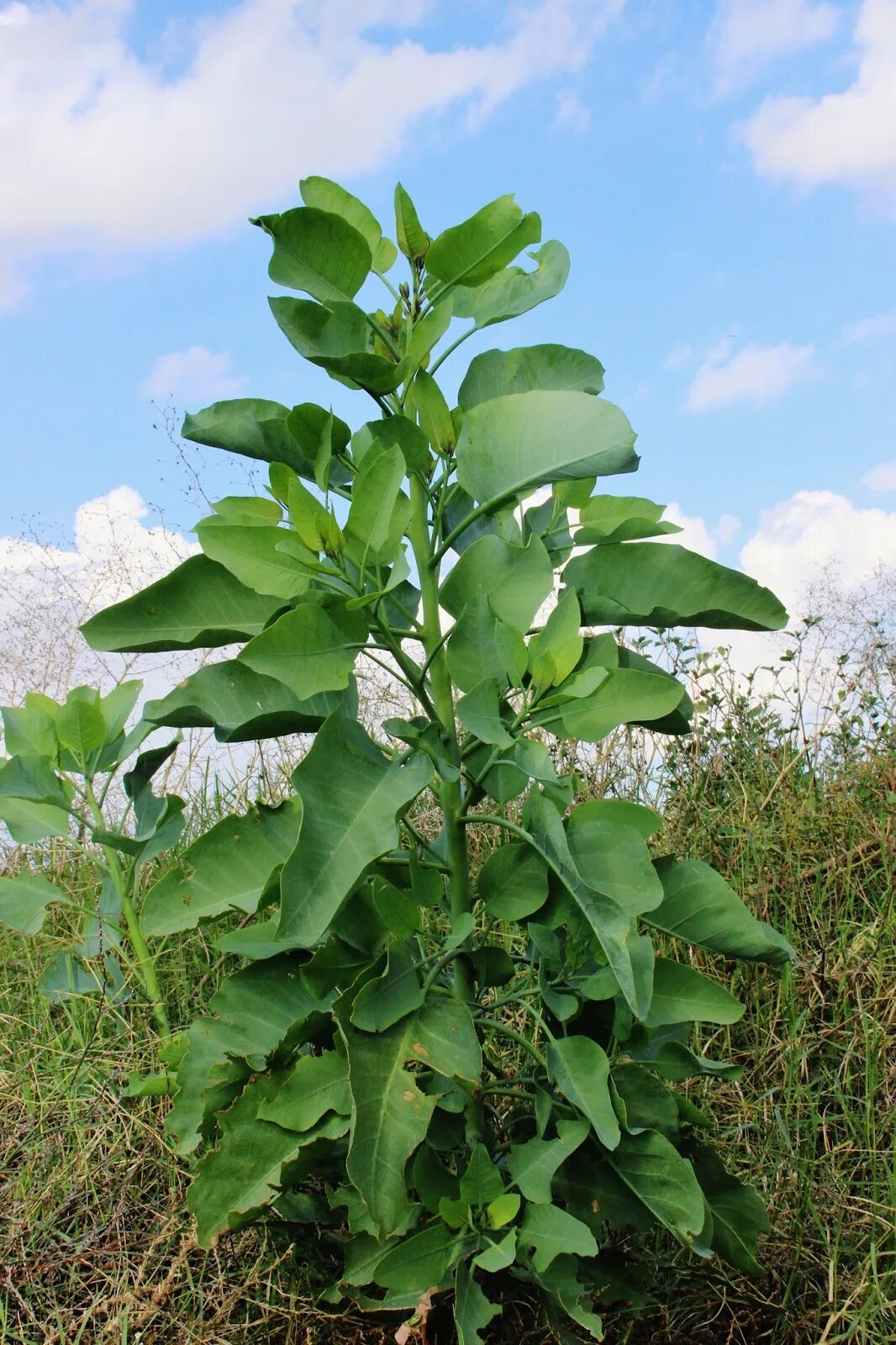Табачное дерево. Nicotiana glauca. табак сизый nicotiana glauca. табачное дерево (nicotiana glauca). табак длиннолистный (nicotiana longifolia).