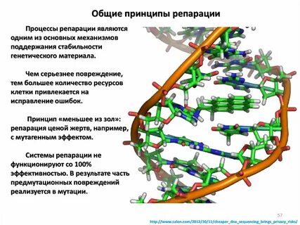 Обеспечивает генетическое