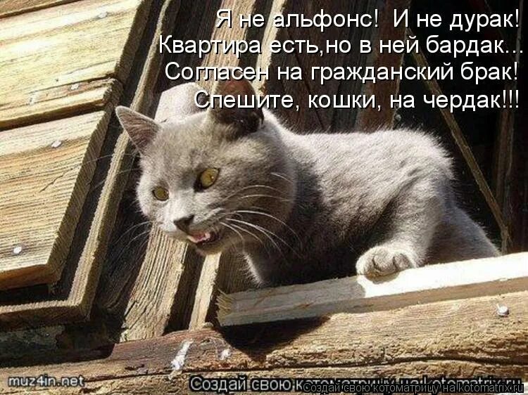 Звери дурачок. Коты дураки. Кошка на чердаке. Все кошки дураки. Барсик домой.