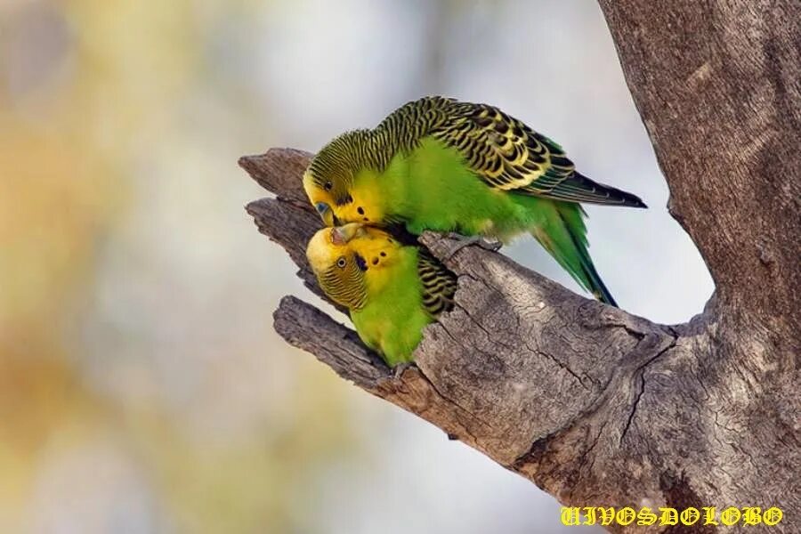 Родина волнистых попугайчиков. Где обитает волнистый попугайчик. Попугаи в естественной среде. Австралийские волнистые попугайчики. Где обитает волнистый попугайчик.