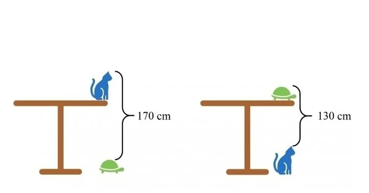 Задача высота стола. Задача про высоту стола. Задача про кошку и черепаху на столе. Кошка и черепаха высота стола. Задача высота стола кот черепаха.