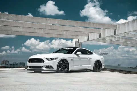 White mustang перевод