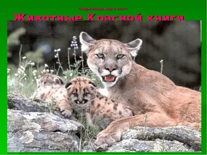 Окружающий мир самые самые животные