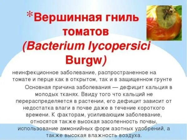 Как вылечить вершинную гниль. Гниль на томатах. болезни томатов вершинная гниль. от вершинной гнили томатов. препараты от вершинной гнили на томатах.