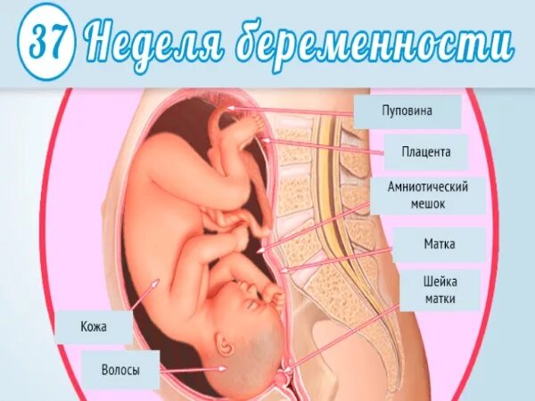 Тянет низ живота на 36. Расположение ребенка на 38 неделе.