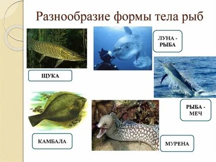 Почему у рыб разнообразна форма