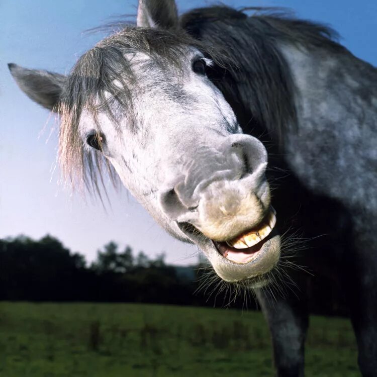 Мордочка лошади. Удивленная лошадь. Лошадь в шоке. Обиженная лошадь. Лошадь удивляет.
