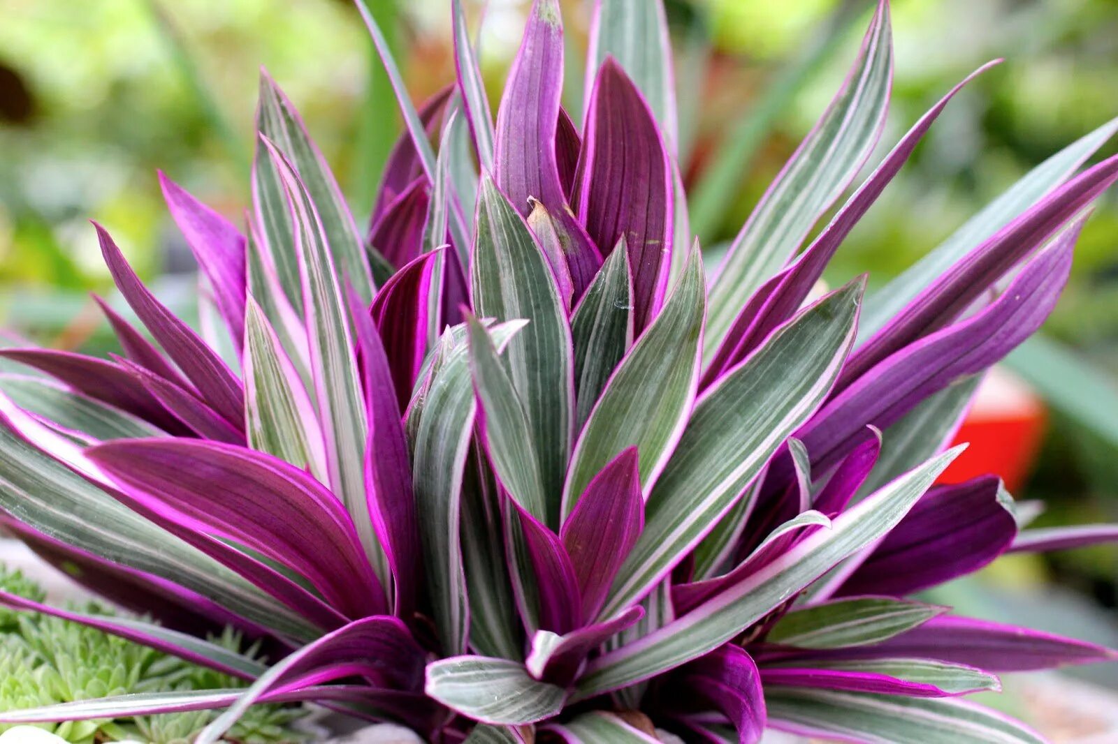 цветок с фиолетовыми листочками. фиолетовая традесканция сеткреазия. традесканция фиолетовая. стробилантес пурпурный. рео покрывальчатое цветок.