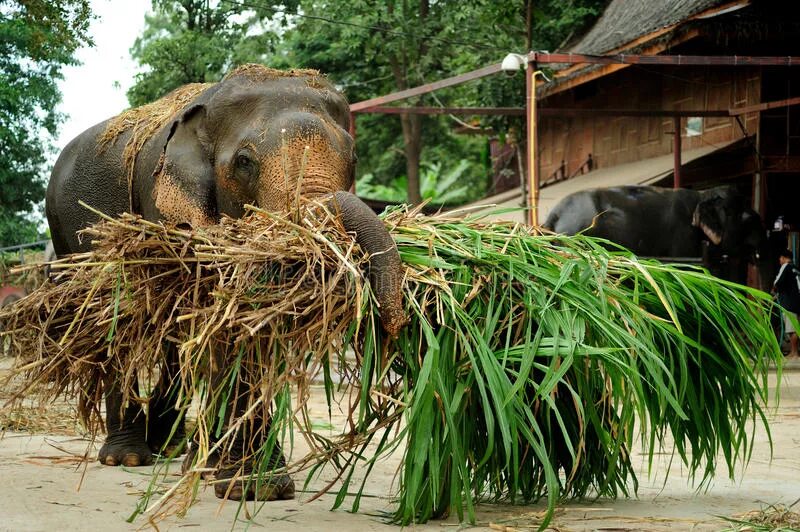 Working elephant. Слоны в сельском хозяйстве. Слоны перевозят грузы. Слон перевозит бревна. Слон перевозит груз.