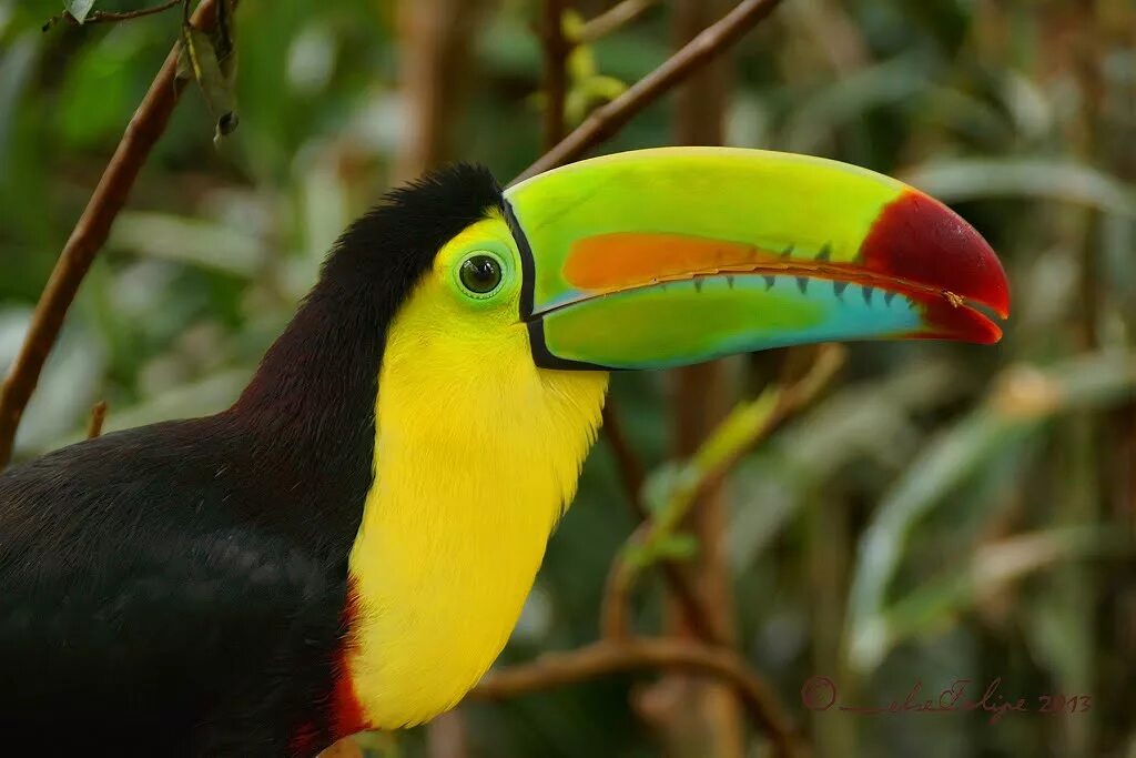 Птицы жарких стран картинки. Попугай тропических лесах тукан. Какаду тукан фламинго. Дикие птицы жарких стран. Птица радужный тукан.