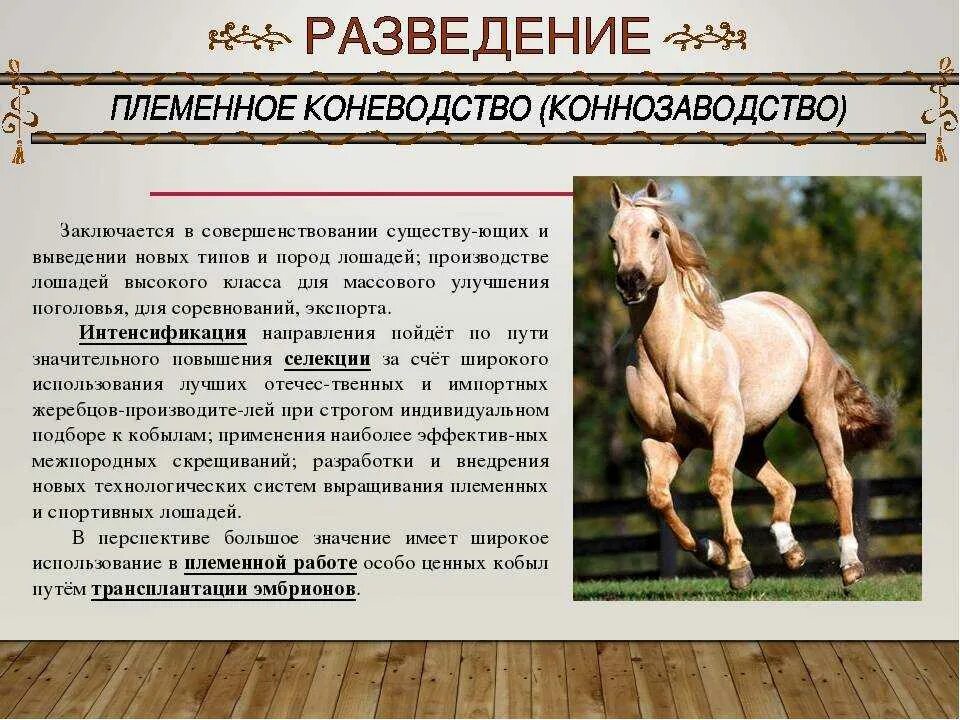 Презентация выращивание грибов. Кормление супоросных свиноматок. Условия разведения. Условия разведения. Условия разведения.