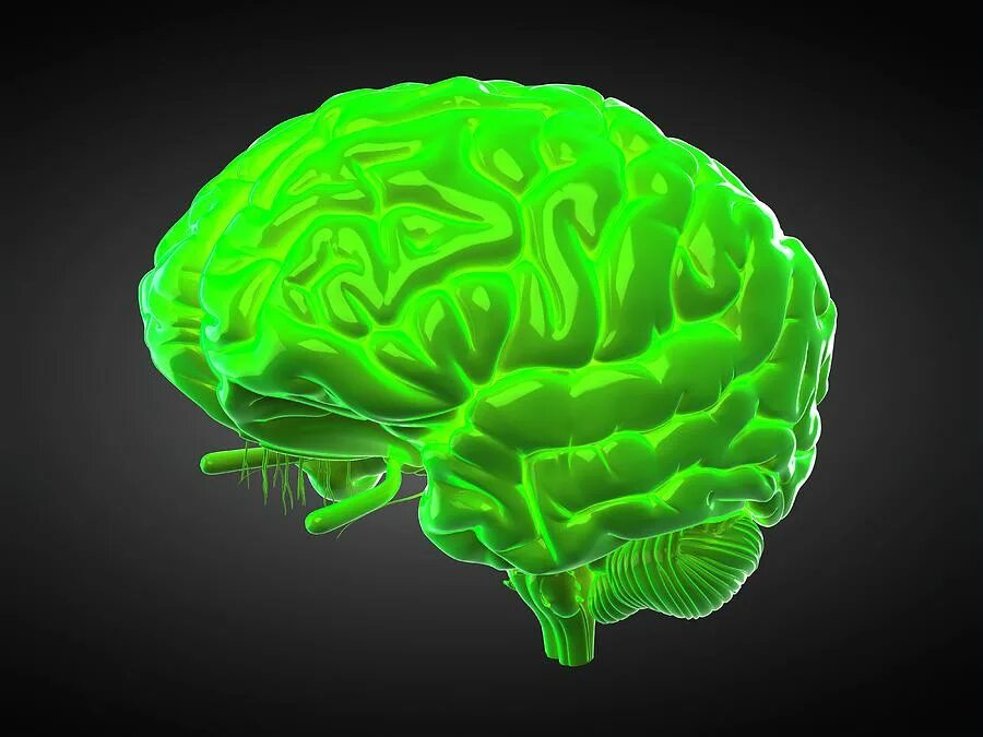 Зеленый мозг. Мозг на зеленом фоне. Мозги на зелёном фоне. Мозг зелено оранжевый. Green brain