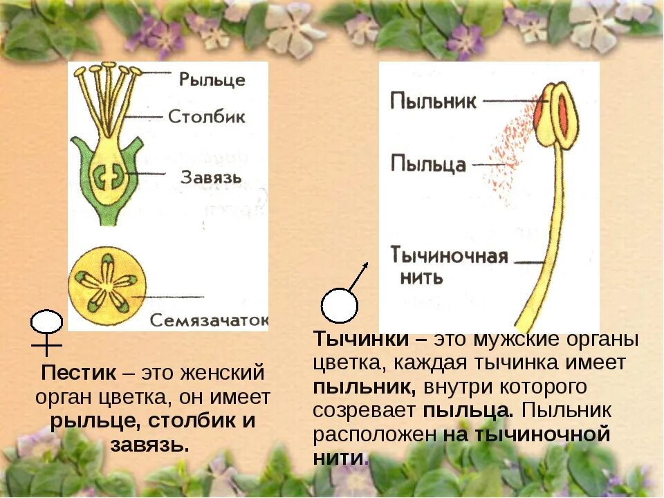 Завязь функция 6 класс. Строение пестика завязь столбик рыльце. Рыльце завязь. Строение рыльца. Строение пестика цветка.