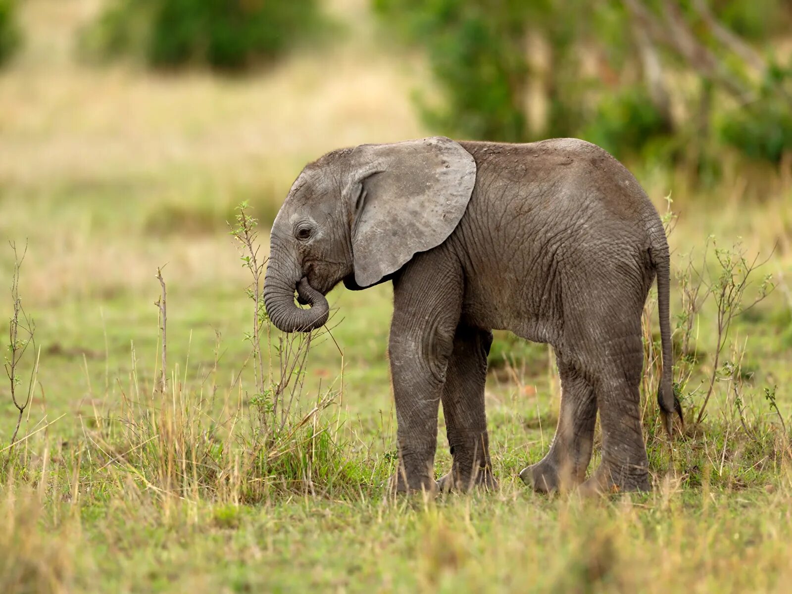 Серенький похож на слона. Слоненок. Слон с детенышем. Слон и Слоненок. Маленький Слоник.