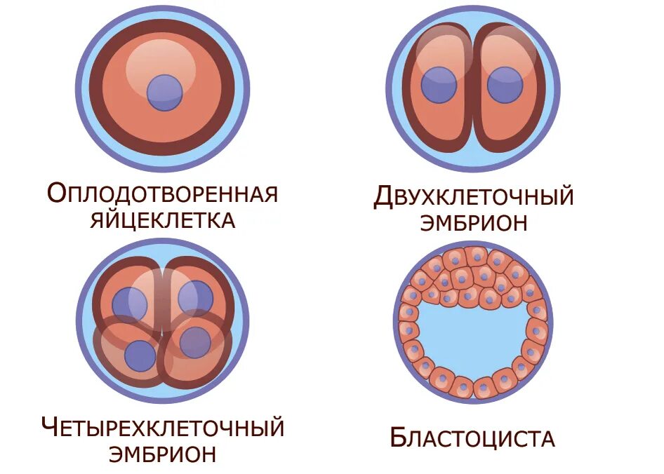 Этапы деления оплодотворенной яйцеклетки. Стадии развития оплодотворенной яйцеклетки. Деление клеток эмбриона при эко. Этапы развития оплодотворенной яйцеклетки по дням. Этапы эко по дням