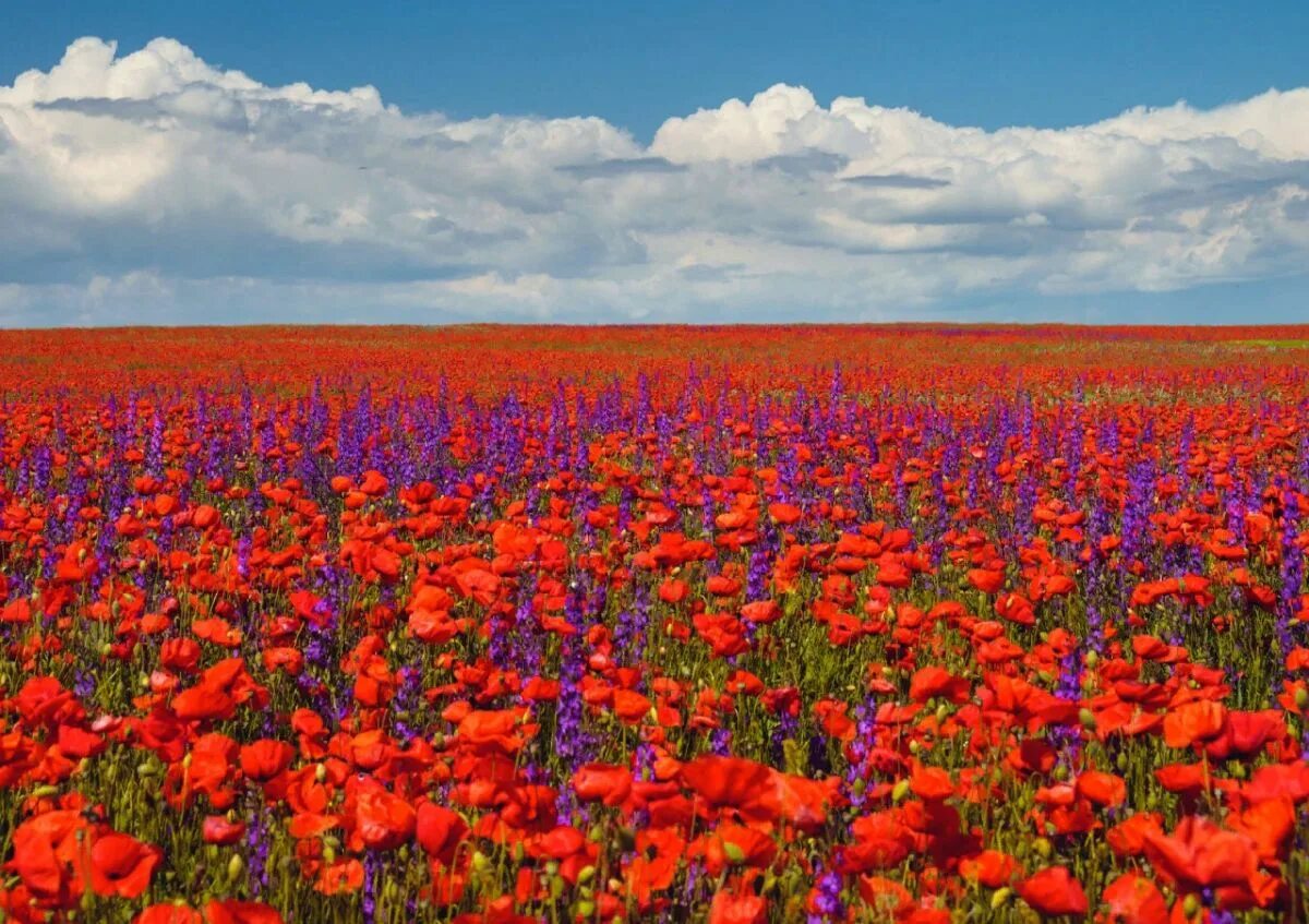 Храм поле васильков. Поле белых маков. Этот цветок можно увидеть в поле. Маковые поля в крыму. Цветущий луг.