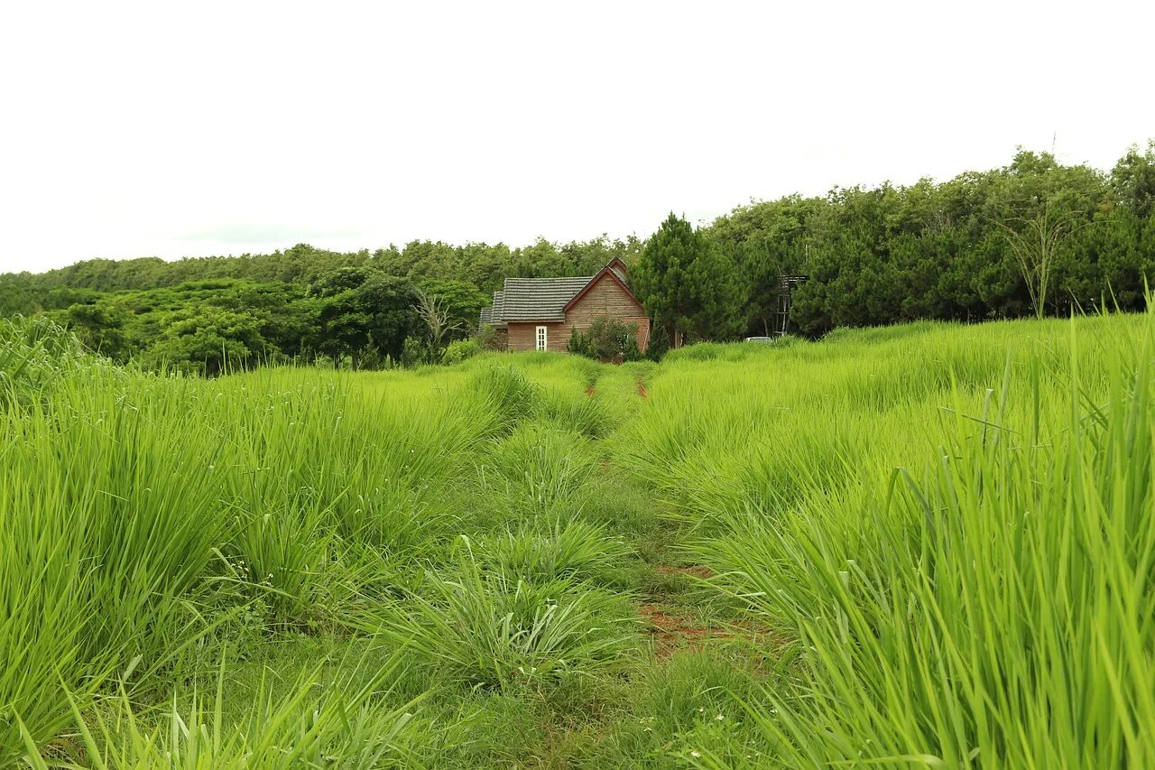 Травка у дома. Травка в деревне. Андрей семёнов земляне. Трава у дома год. Группа земляне трава.
