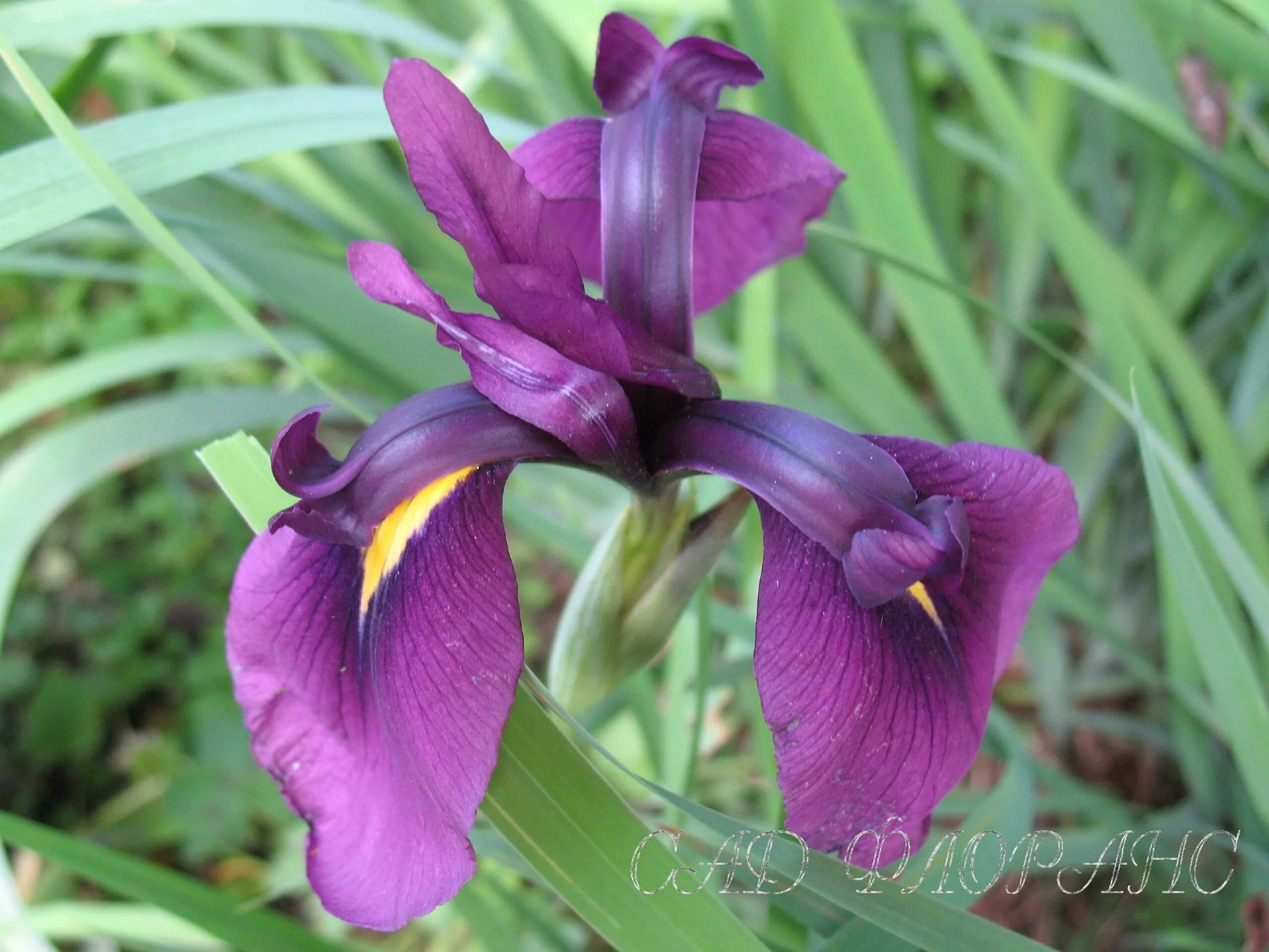 Ирис jazz era. Сорт ириса резеда. Ирис ин реверс. Ирис ирисыч. Ирис садовый мини сине фиолетовый.