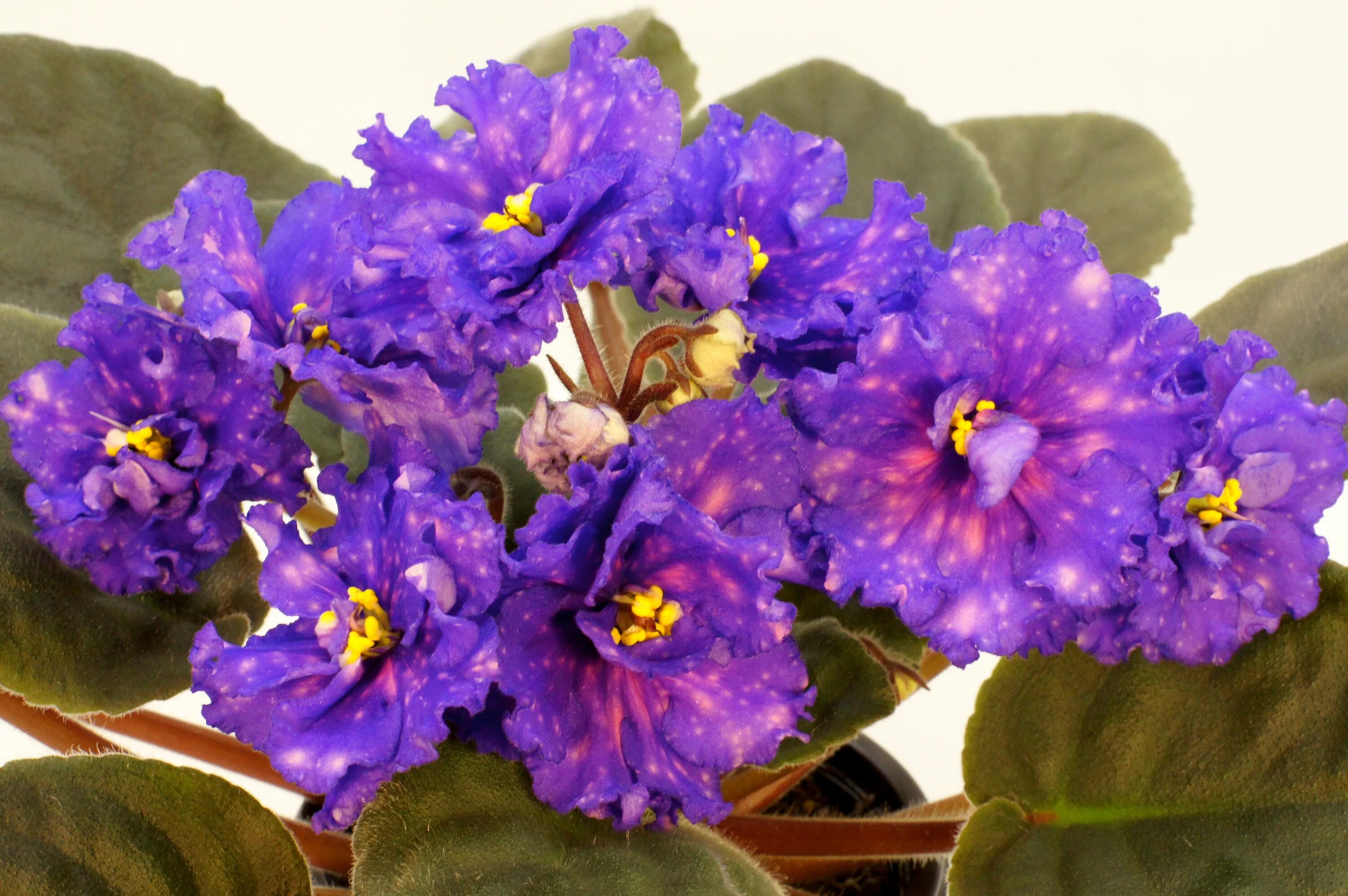 фиалка ек туманность ориона. фиалка туманность ориона. фиалка ек описание. фиалка ек огненная лиса. фиалка ек бархатная королева.