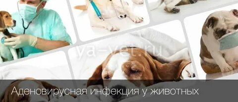 Лечения инфекции у собак