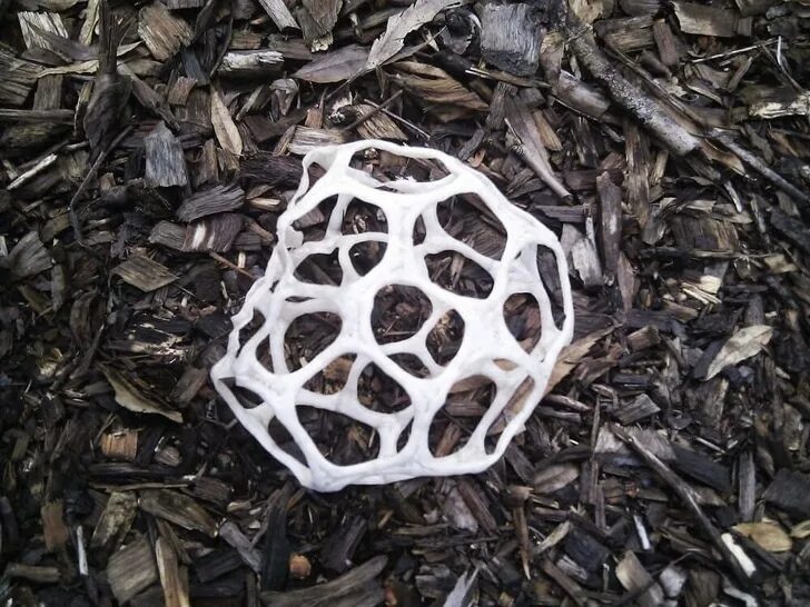 гриб даже съедобный может. июльские грибы. гриб ежовик ежовик. машрумс грибы. , сатанинский сатанинский гриб.