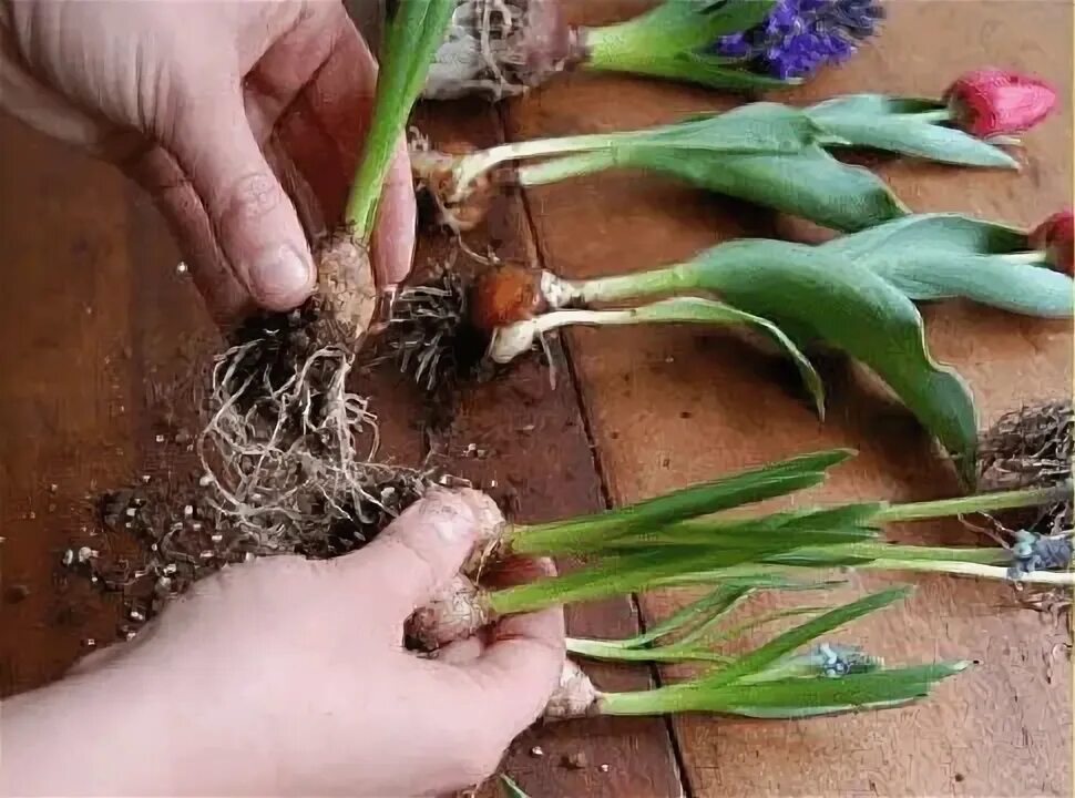 Можно ли тюльпаны с луковицами в воду. Семена тюльпанов. Тюльпан размножается луковицей. Размножение тюльпанов луковицами. Тифулез тюльпанов.