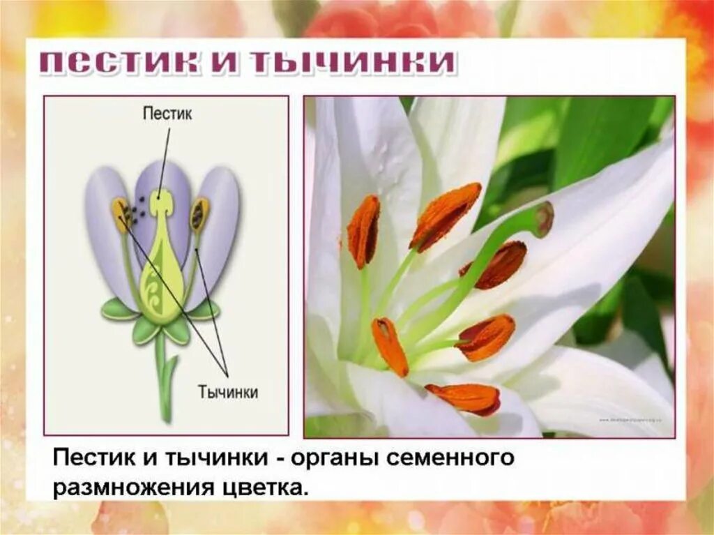 Какое число тычинок