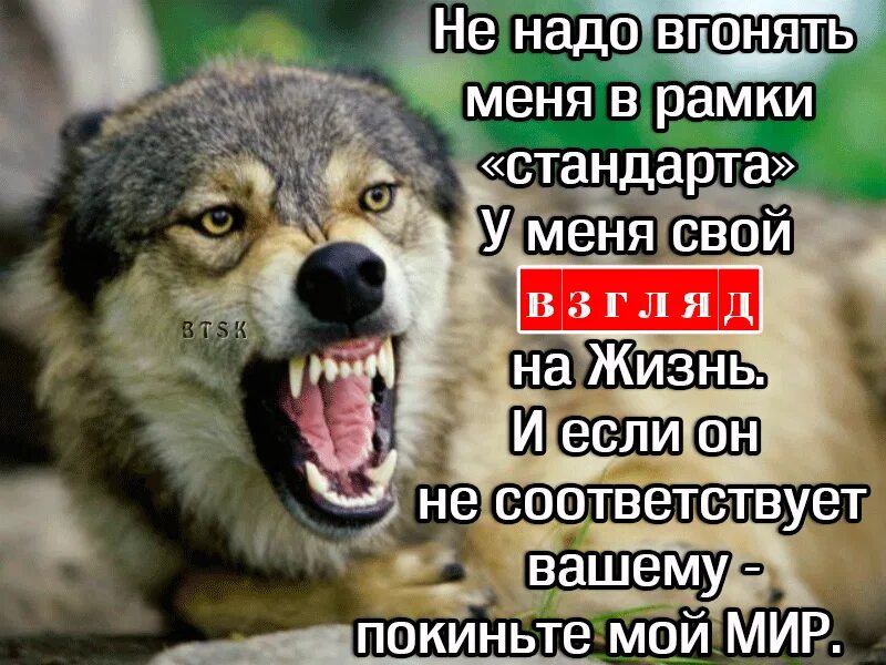 Бешеные волки. Волк охотится зимой. Агрессивный волк. Дикий волк. Волк картинка.