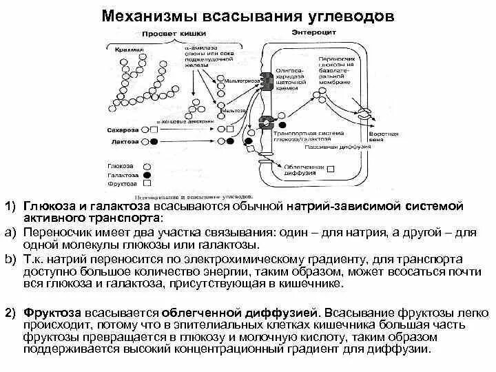 Механизм всасывания фруктозы. Механизмы всасывания Глюкозы и галактозы из кишечника. Всасывание Глюкозы в тонком кишечнике. Механизмы всасывания в ЖКТ.